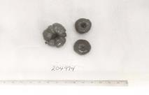 Click for 1 image(s) for this accession. FRUIT